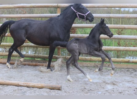 Francés de silla (Selle francais), Semental, 1 año, Negro