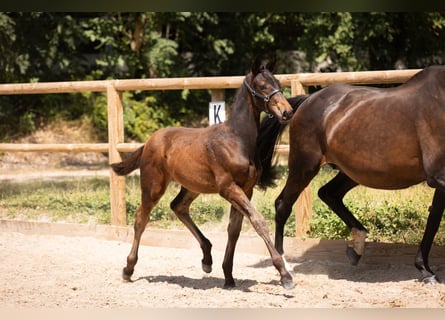 Francés de silla (Selle francais), Semental, 1 año, Negro