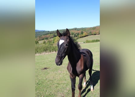 Francés de silla (Selle francais), Semental, 2 años, 165 cm, Negro