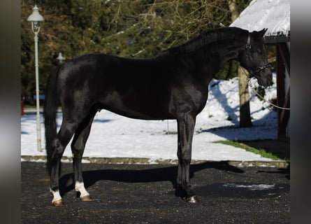 Francés de silla (Selle francais), Semental, 2 años, 168 cm, Negro