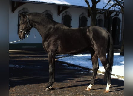 Francés de silla (Selle francais), Semental, 3 años, 168 cm, Negro