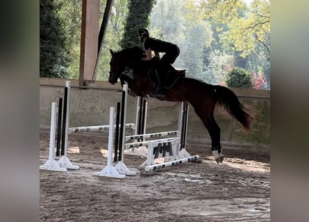 Francés de silla (Selle francais), Semental, 4 años, 168 cm, Castaño