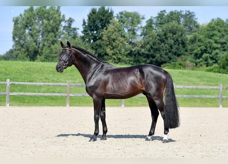 Francés de silla (Selle francais), Semental, 10 años, 172 cm, Castaño oscuro