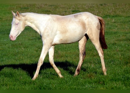 Francés de silla (Selle francais), Yegua, 2 años, 160 cm, Perlino