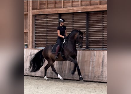 Francés de silla (Selle francais), Yegua, 4 años, 165 cm, Castaño