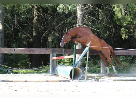 Francés de silla (Selle francais), Yegua, 4 años, 173 cm, Sabino