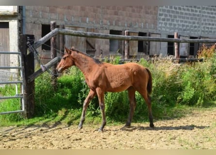 Francés de silla (Selle francais), Yegua, 4 años, Castaño