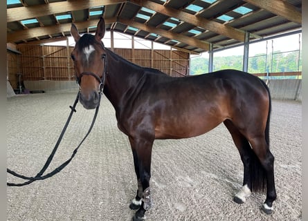 Francés de silla (Selle francais), Yegua, 5 años, 163 cm, Castaño oscuro