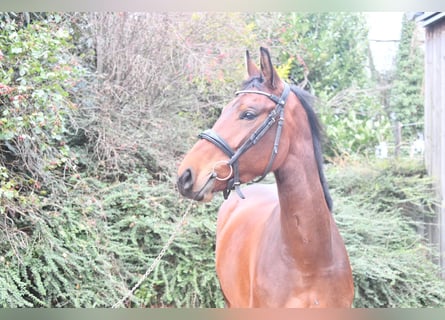 Francés de silla (Selle francais), Yegua, 5 años, 168 cm, Castaño