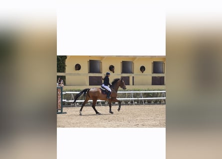 Francés de silla (Selle francais), Caballo castrado, 10 años, 174 cm, Castaño