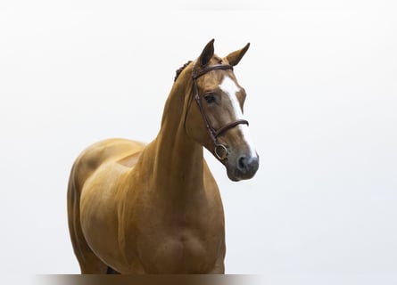 Francés de silla (Selle francais), Caballo castrado, 11 años, 168 cm, Alazán