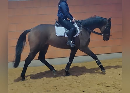 Francés de silla (Selle francais), Caballo castrado, 12 años, 175 cm, Castaño