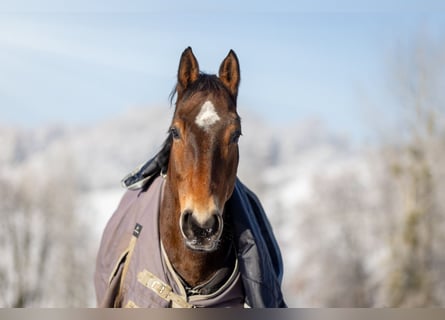 Francés de silla (Selle francais), Caballo castrado, 13 años, 168 cm, Castaño