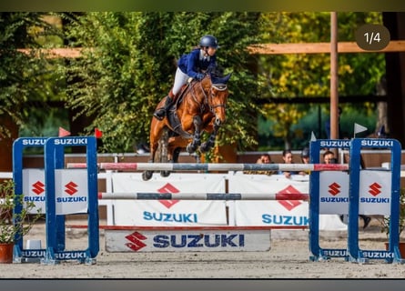 Francés de silla (Selle francais), Caballo castrado, 15 años, 180 cm, Castaño