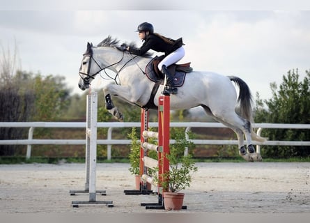 Francés de silla (Selle francais), Caballo castrado, 16 años, 168 cm, Tordo