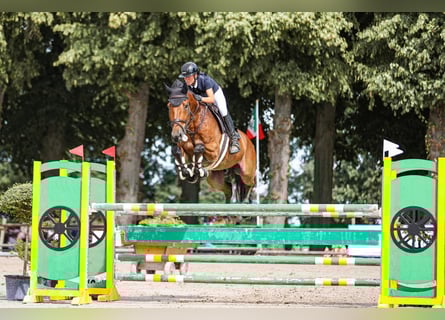 Francés de silla (Selle francais), Caballo castrado, 16 años, 175 cm, Castaño