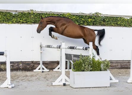 Francés de silla (Selle francais), Caballo castrado, 3 años, 158 cm, Castaño