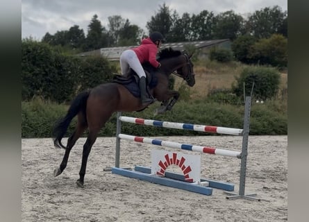 Francés de silla (Selle francais), Caballo castrado, 4 años, 165 cm, Castaño