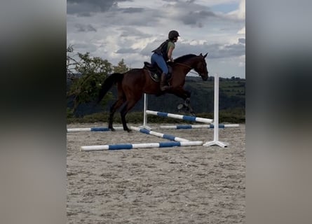 Francés de silla (Selle francais), Caballo castrado, 4 años, 167 cm, Castaño