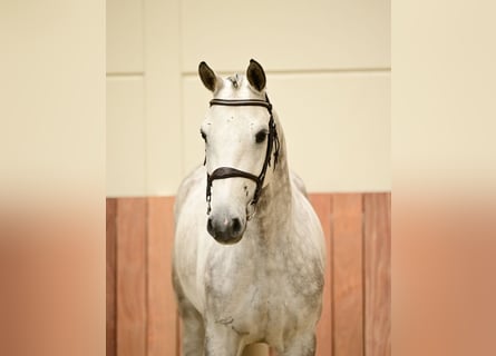 Francés de silla (Selle francais), Caballo castrado, 6 años, 163 cm, Tordo