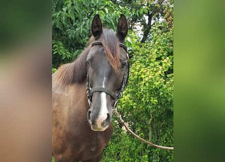 Francés de silla (Selle francais), Caballo castrado, 6 años, 164 cm, Castaño oscuro