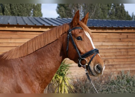 Francés de silla (Selle francais), Caballo castrado, 6 años, 170 cm, Alazán