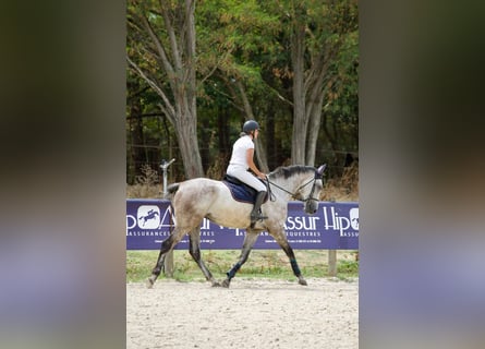 Francés de silla (Selle francais), Caballo castrado, 6 años, 173 cm, Tordo