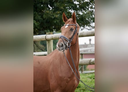 Francés de silla (Selle francais), Caballo castrado, 7 años, 173 cm, Alazán