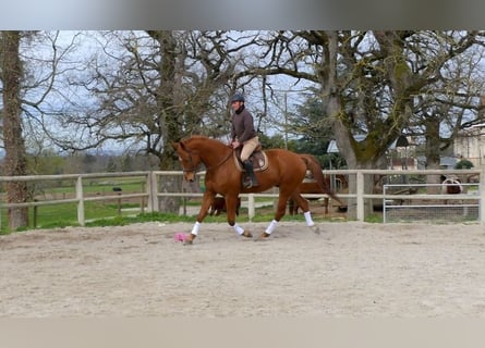 Francés de silla (Selle francais), Caballo castrado, 8 años, Alazán
