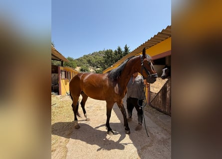 Francés de silla (Selle francais), Caballo castrado, 9 años, 165 cm, Castaño