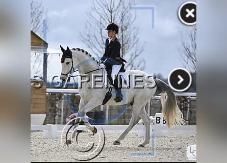 Francés de silla (Selle francais), Caballo castrado, 9 años, 166 cm, Tordo
