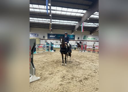Francés de silla (Selle francais), Caballo castrado, 9 años, 170 cm, Castaño