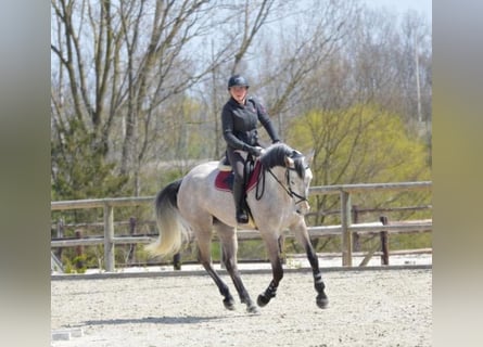 Francés de silla (Selle francais), Caballo castrado, 9 años, 170 cm, Tordo