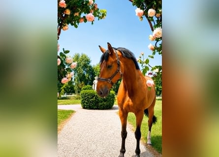 Francés de silla (Selle francais), Caballo castrado, 9 años, 182 cm, Castaño