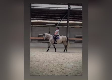 Francés de silla (Selle francais), Semental, 10 años, 170 cm, Tordo