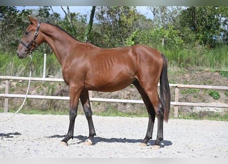 Francés de silla (Selle francais), Semental, 1 año, 140 cm, Castaño