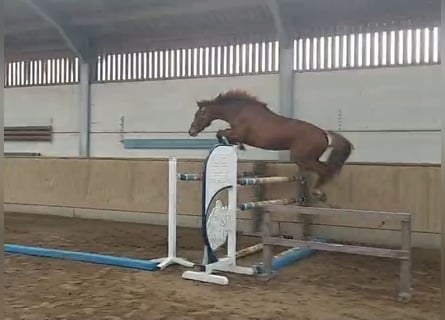 Francés de silla (Selle francais), Semental, 3 años, 172 cm, Alazán