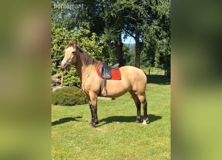Francés de silla (Selle francais), Yegua, 15 años, 160 cm, Bayo