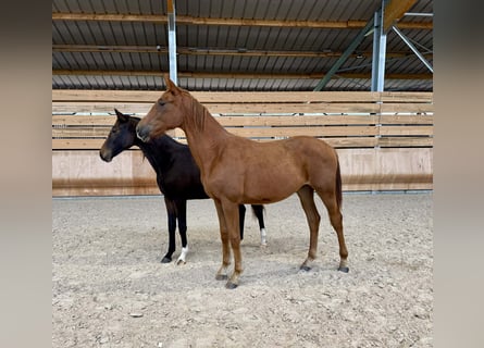 Francés de silla (Selle francais), Yegua, 2 años, 170 cm, Alazán