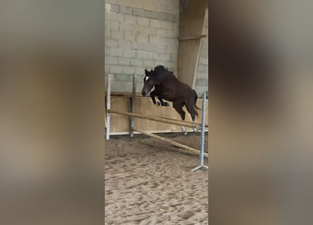 Francés de silla (Selle francais), Yegua, 2 años, Castaño oscuro