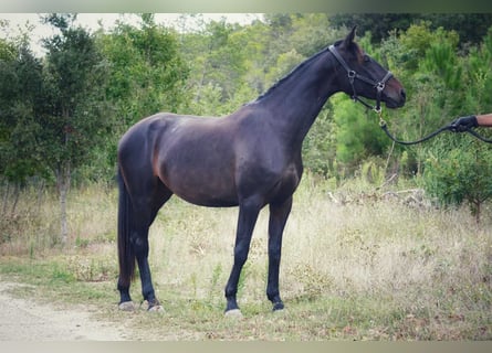 Francés de silla (Selle francais), Yegua, 3 años, 165 cm, Castaño oscuro