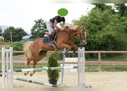 Francés de silla (Selle francais), Yegua, 5 años, 162 cm, Alazán rojizo