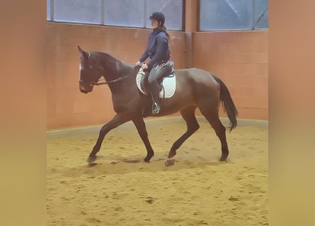 Francés de silla (Selle francais), Yegua, 5 años, 165 cm, Castaño