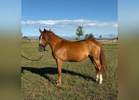 Francés de silla (Selle francais), Yegua, 7 años, 146 cm, Alazán