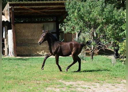 Francés de silla (Selle francais), Yegua, Potro (03/2025), 160 cm, Castaño
