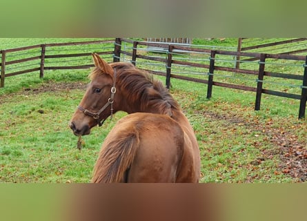 Francés de silla (Selle francais), Yegua, Potro (06/2025), 168 cm, Alazán