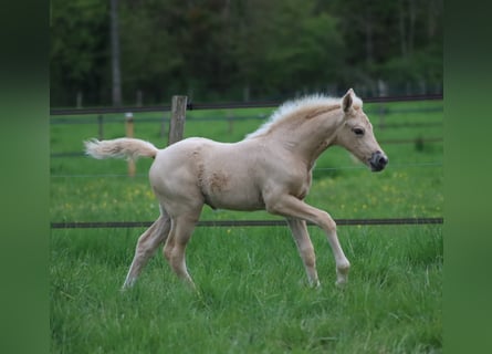 Francés de silla (Selle francais), Yegua, , Palomino