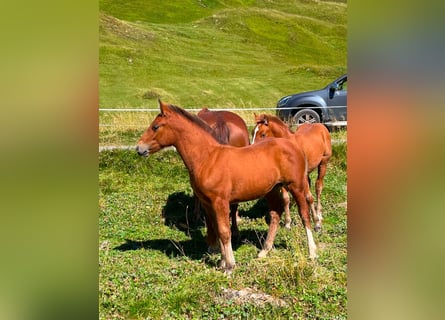 Franches-Montagnes Croisé, Étalon, 1 Année, Bai