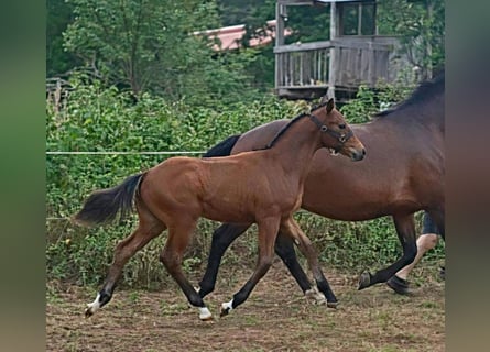 Franches-Montagnes, Étalon, Poulain (03/2026), 163 cm, Bai