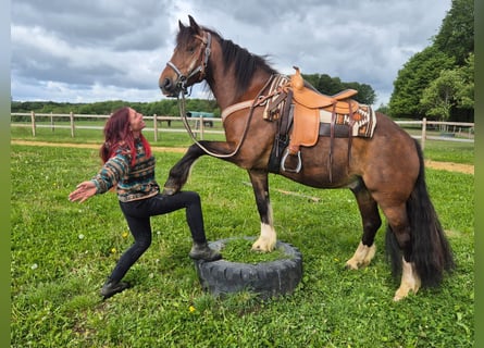 Franches-Montagnes, Hongre, 12 Ans, 156 cm, Bai